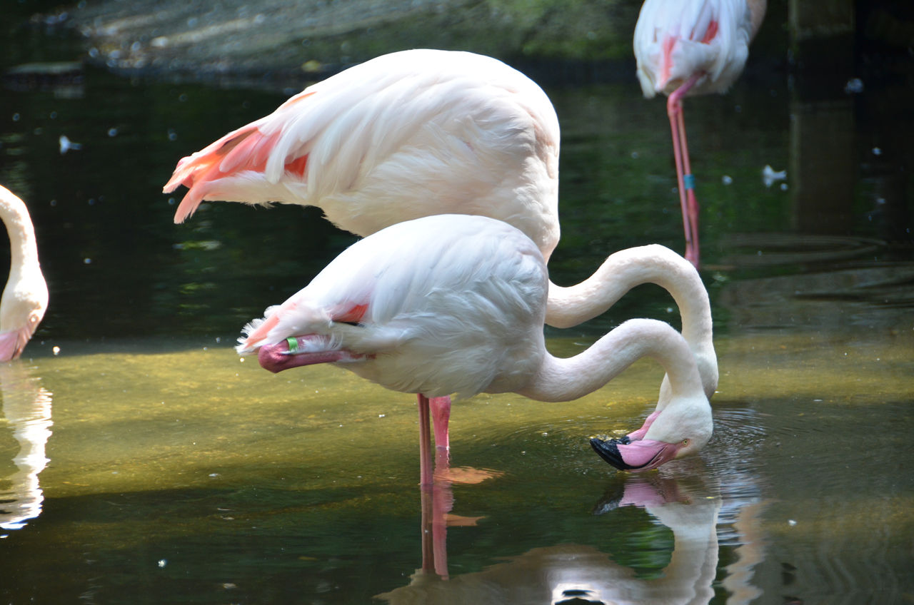 Europese flamingo drinkt water.